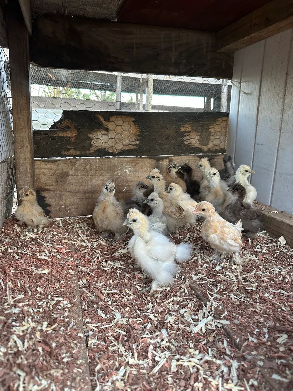 Franguinhos de galinha sedosa 