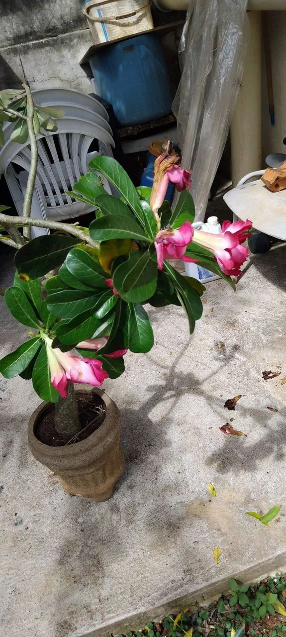 Rosa do deserto - Foto 2