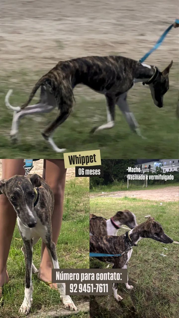 Vendo Lindo Filhote Whippet