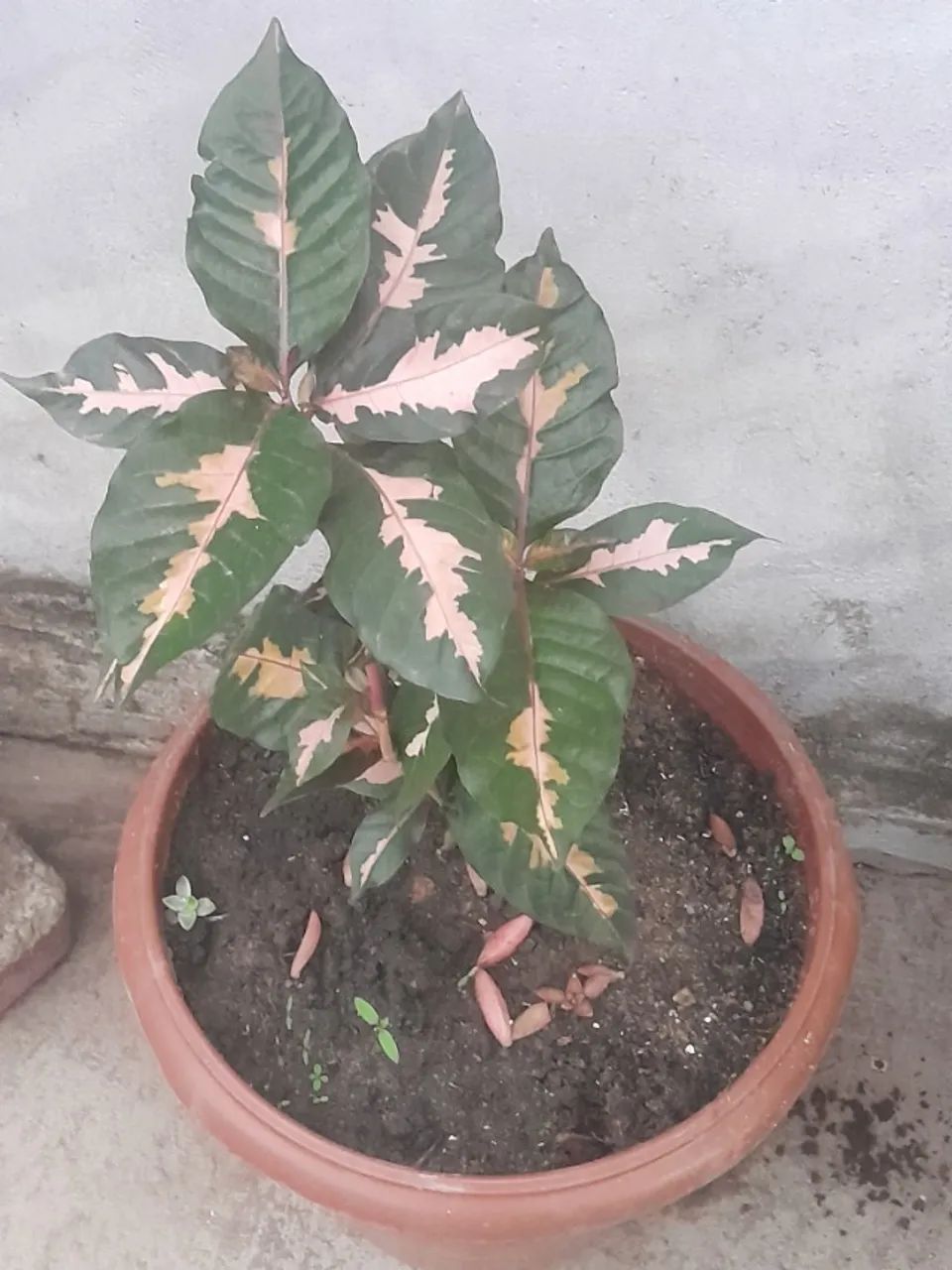 PLANTA CARICATA (Graptophyllum pictum) - Foto 5
