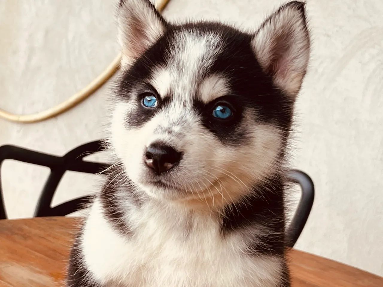 Husky siberiano - Foto 3