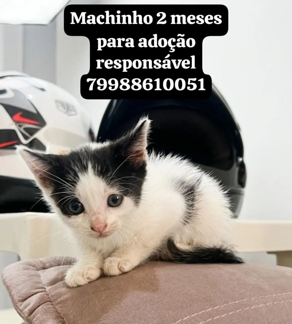 Gatinhos para adoção responsável  - Foto 3
