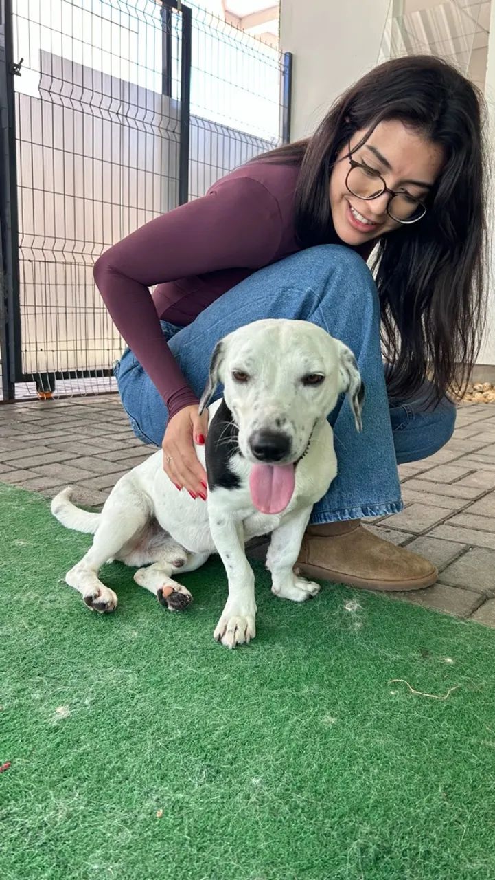 Doa-se cachorro  - Foto 4