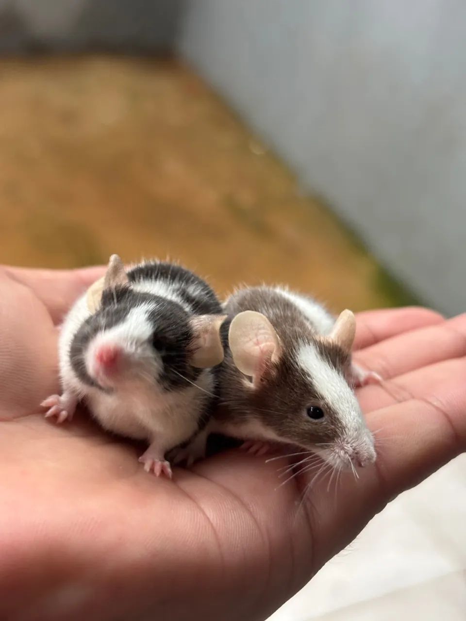 Ratinho de estimação, lindos pets 