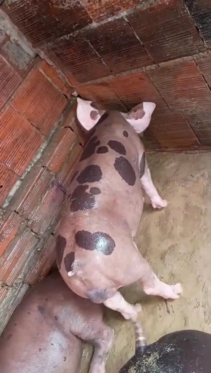 Porco pietrain  - Foto 5