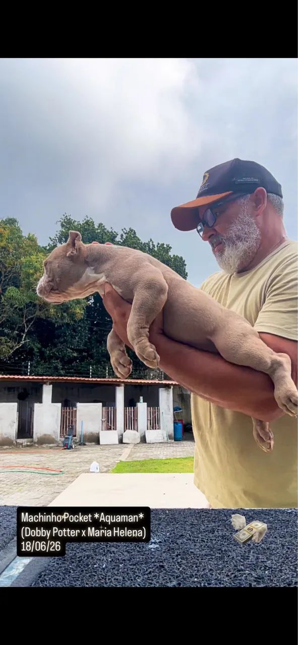 American Bully - Foto 4