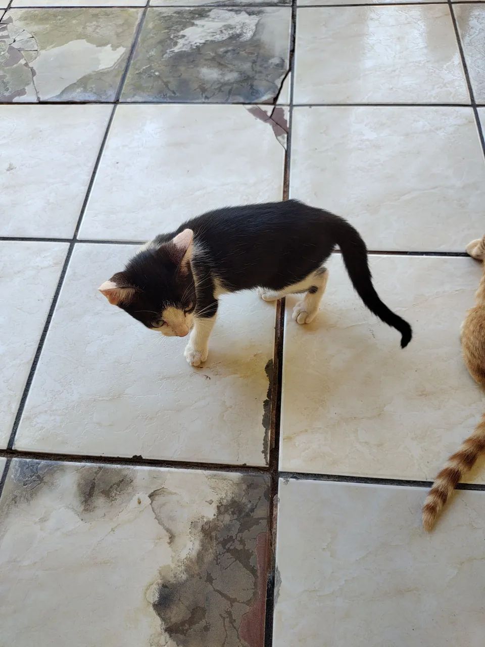Doa-se esses lindos gatinhos. Estão todos saudáveis. Já comem Ração !!!  - Foto 3