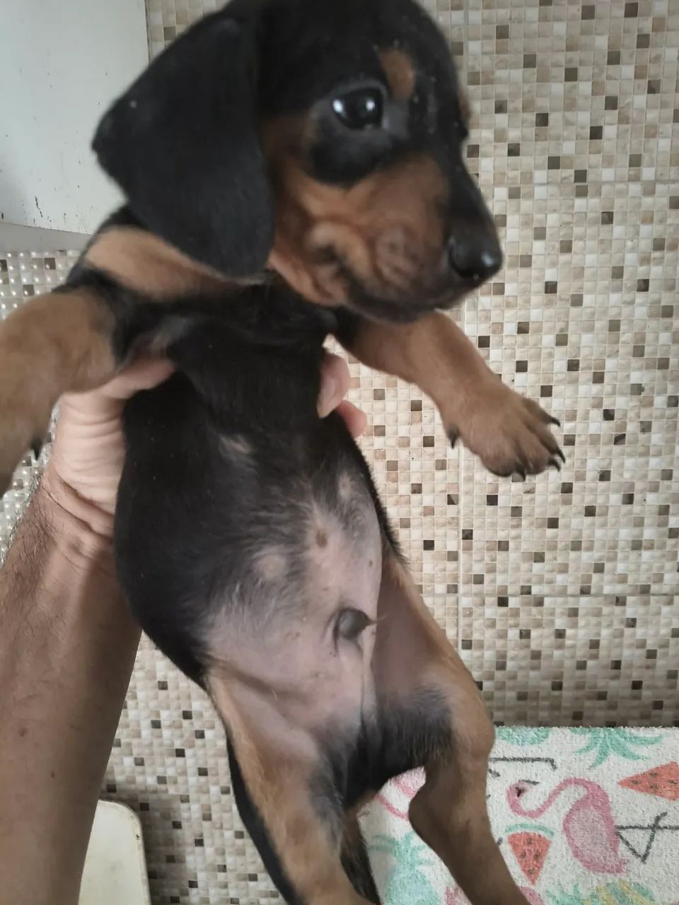 SALSICHA MACHO E FÊMEA 