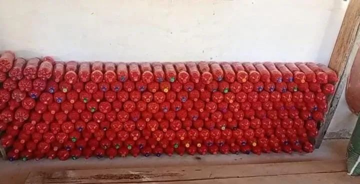 Pimenta Malagueta  - Foto 2