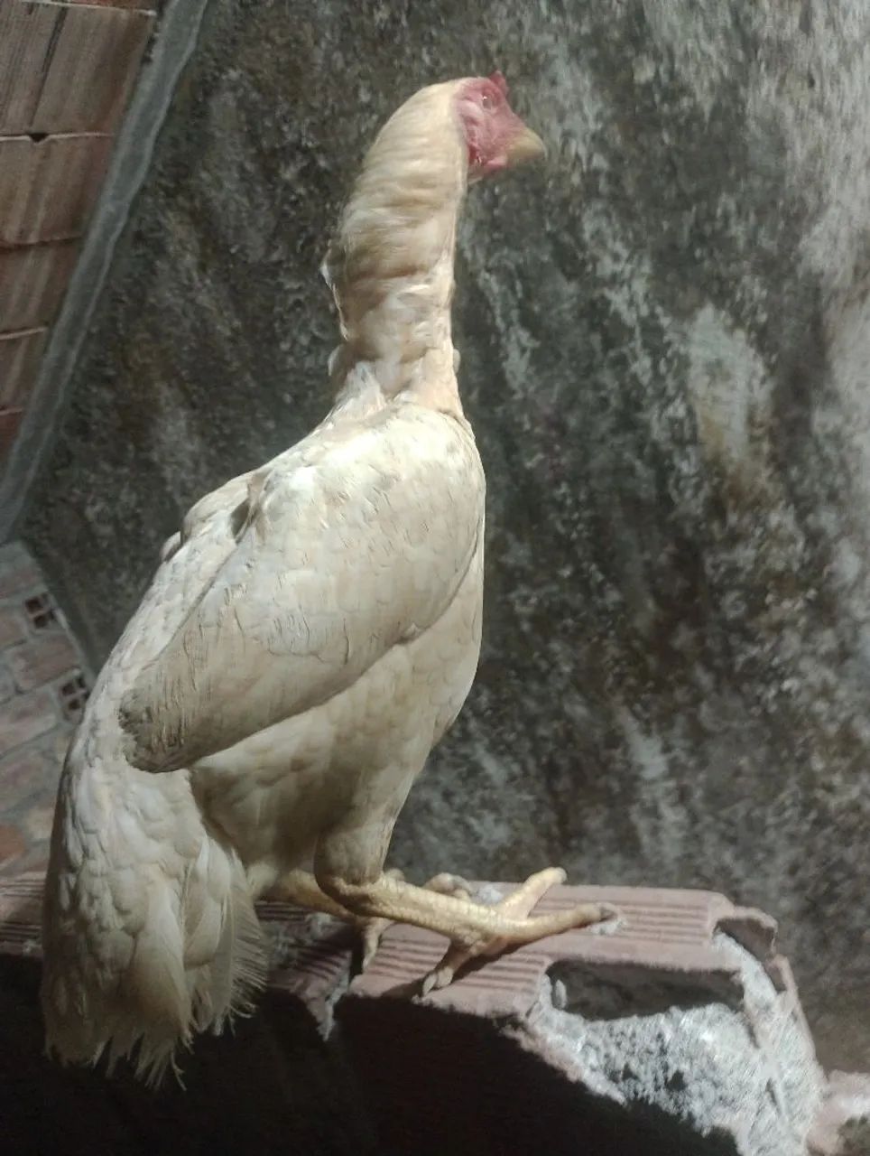 Galinha de raça pra vender - Foto 3