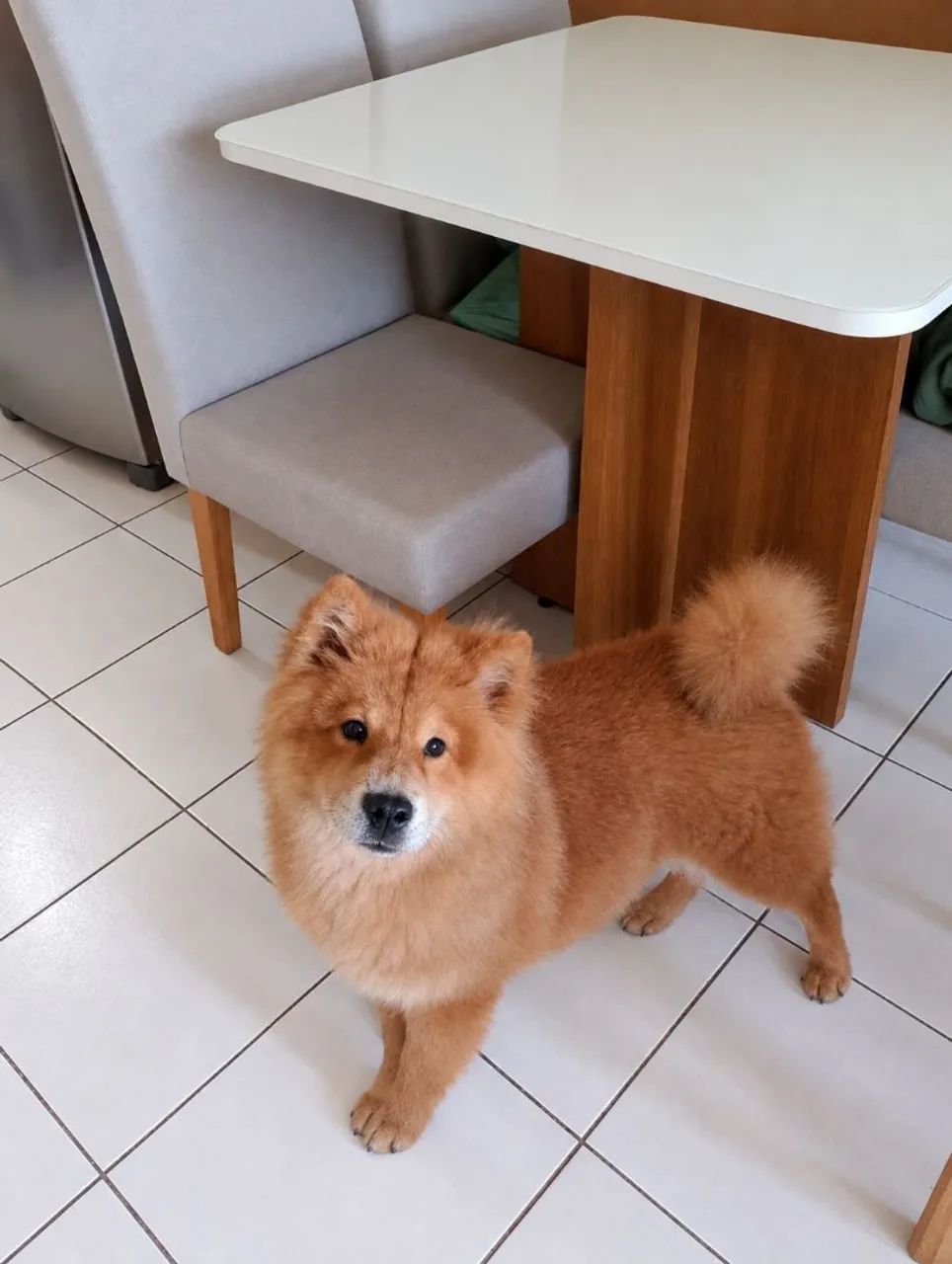 Cachorro Chow Chow  - Foto 2