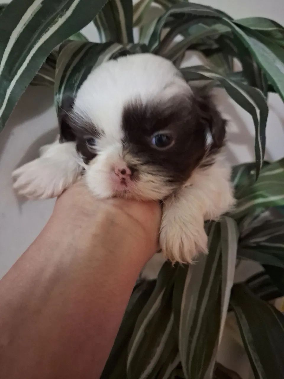 Vendas de cachorrinhos  - Foto 2