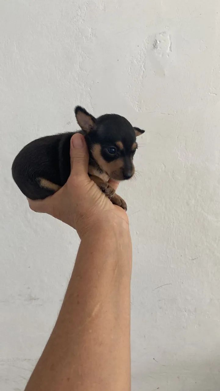 Pinscher miniatura 