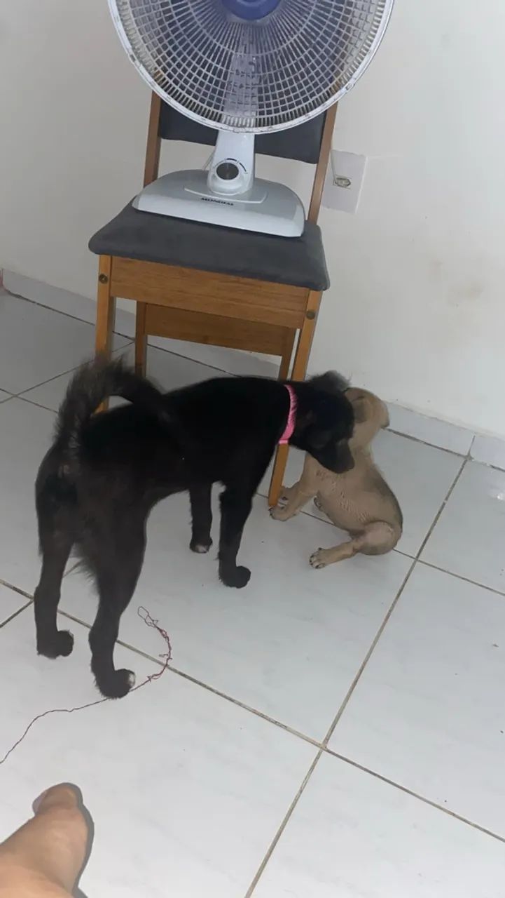 Cachorras - Foto 4