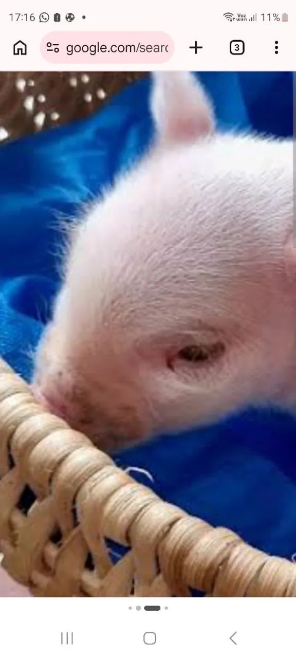 Mini pig