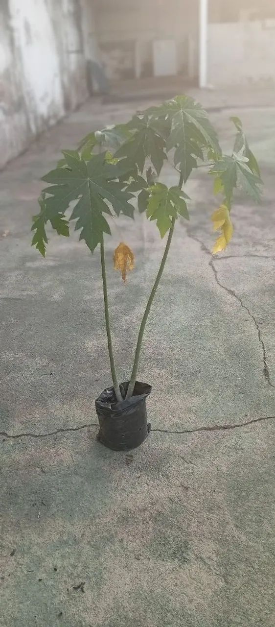 Pés de abacate e mamão  - Foto 2