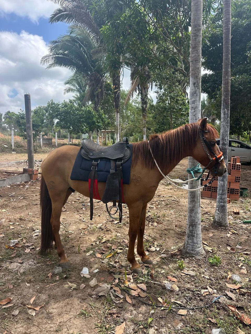 Cavalo  - Foto 3