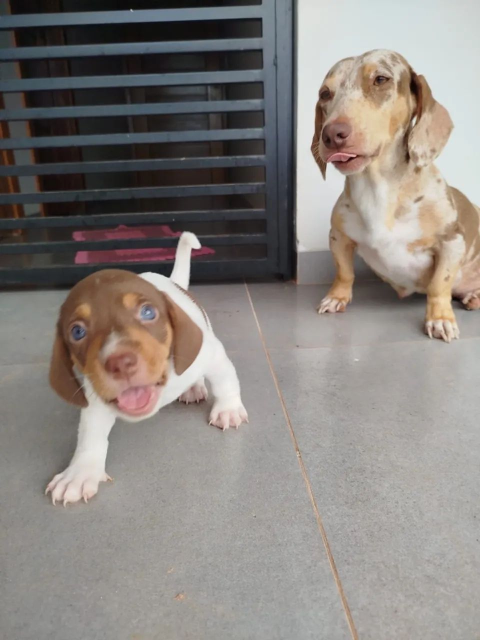 Dachshund - Foto 2