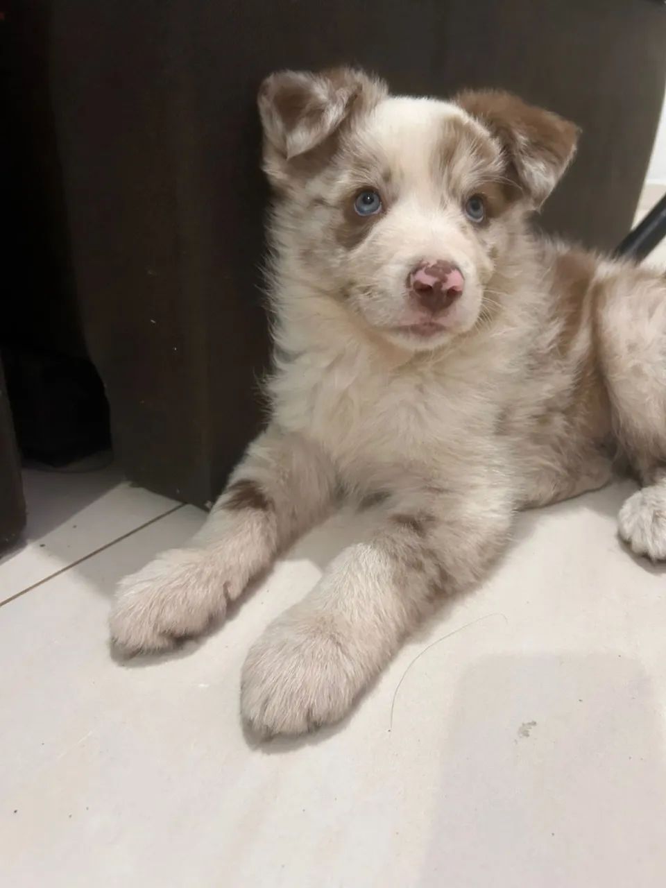 Border Collie - Macho - Foto 2