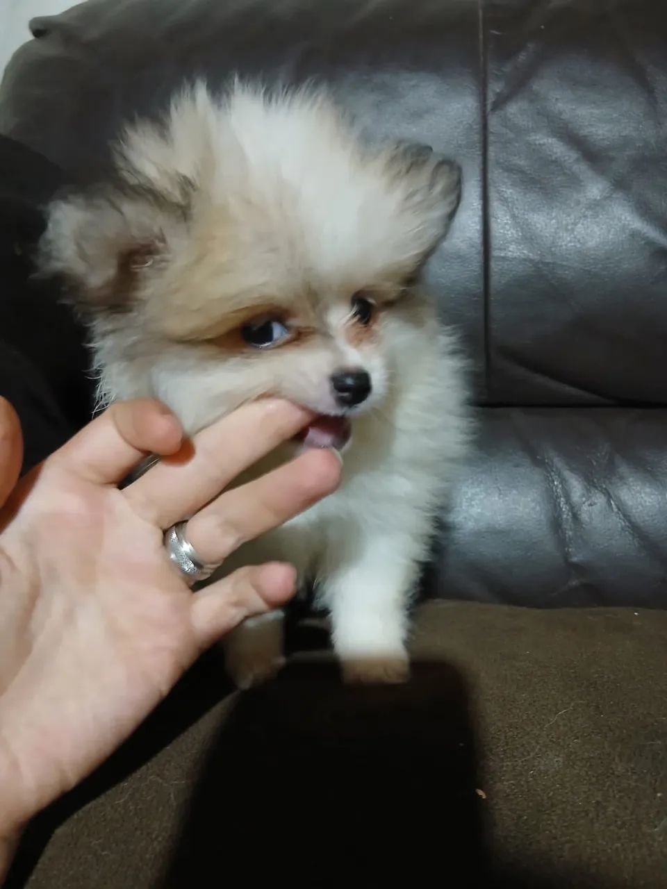 Filhote de Lulu da Pomerânia 