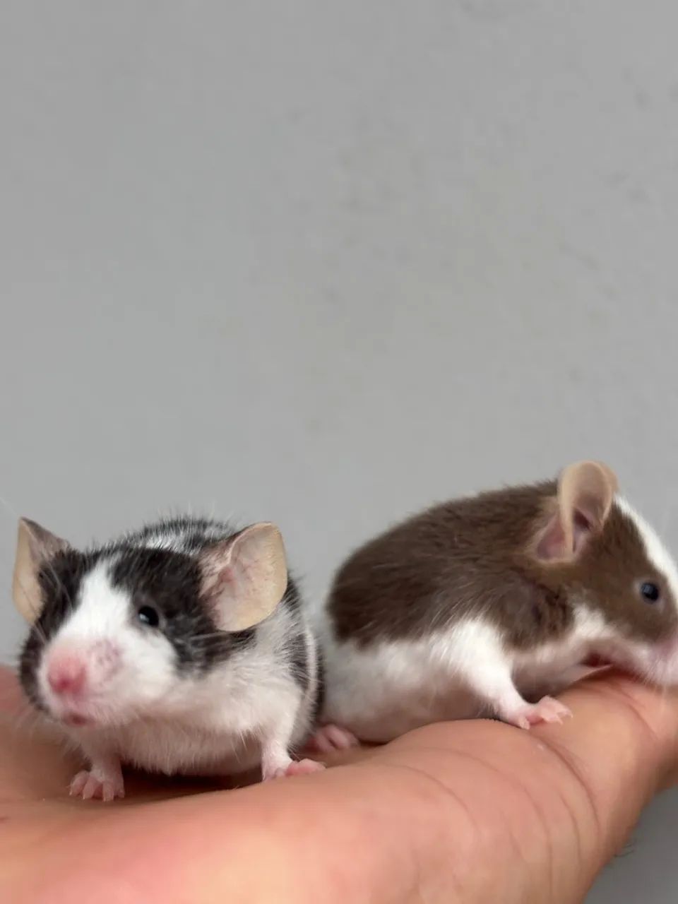Ratinho de estimação, lindos pets  - Foto 4