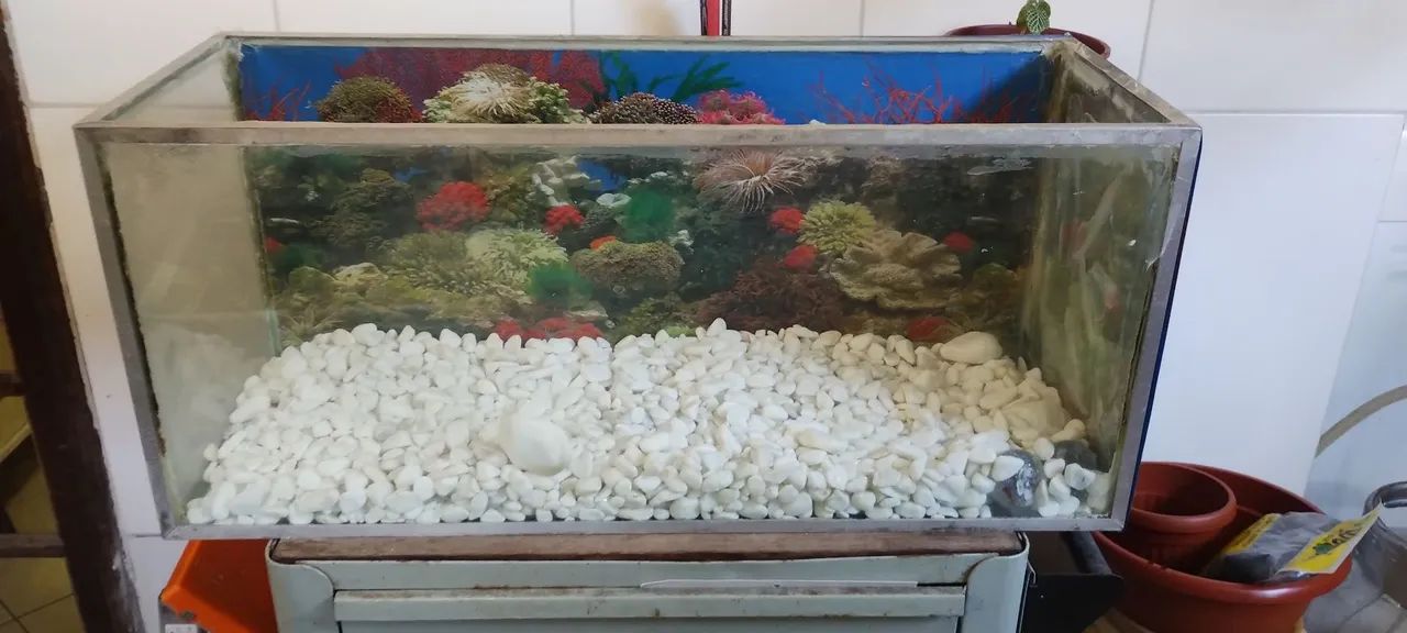 Aquário/terrário 