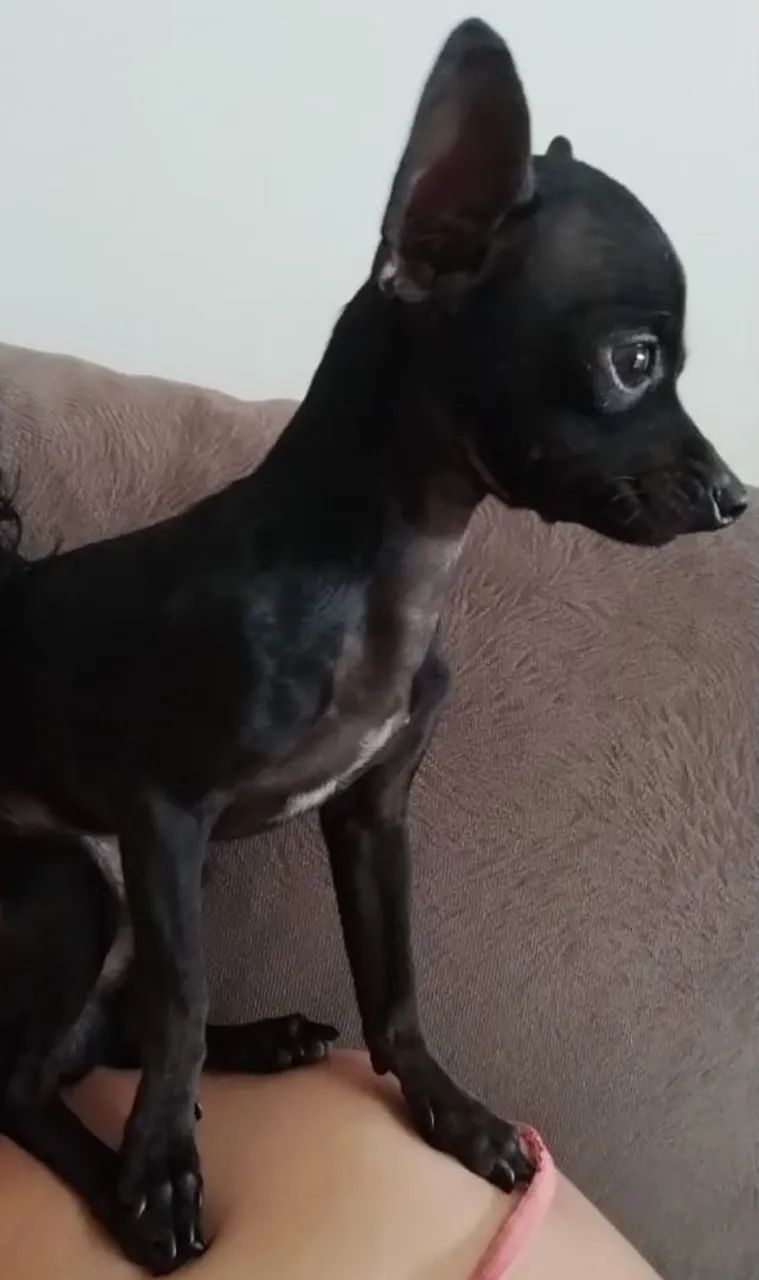 PINSCHER ZERO  PARA COBERTURA  - Foto 5