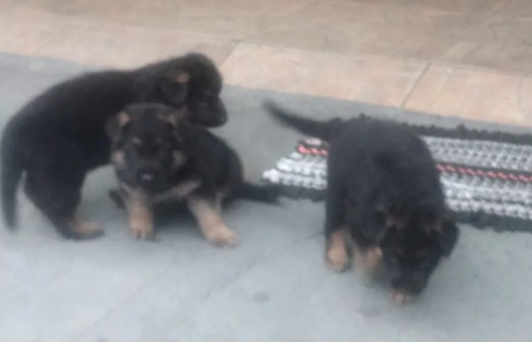 Pastor alemão capa preta