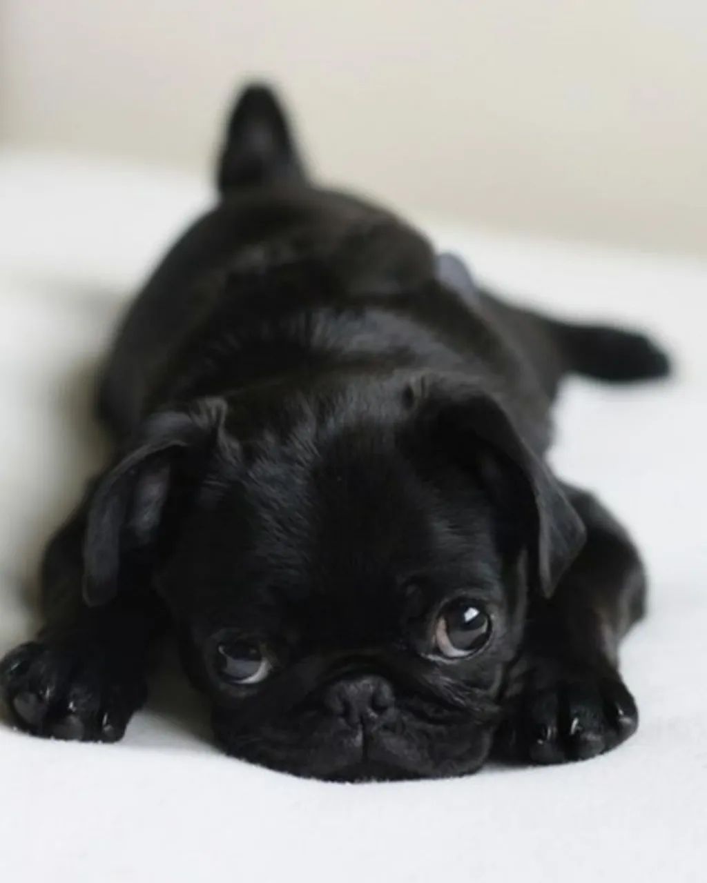 Filhotes de pug - Foto 4