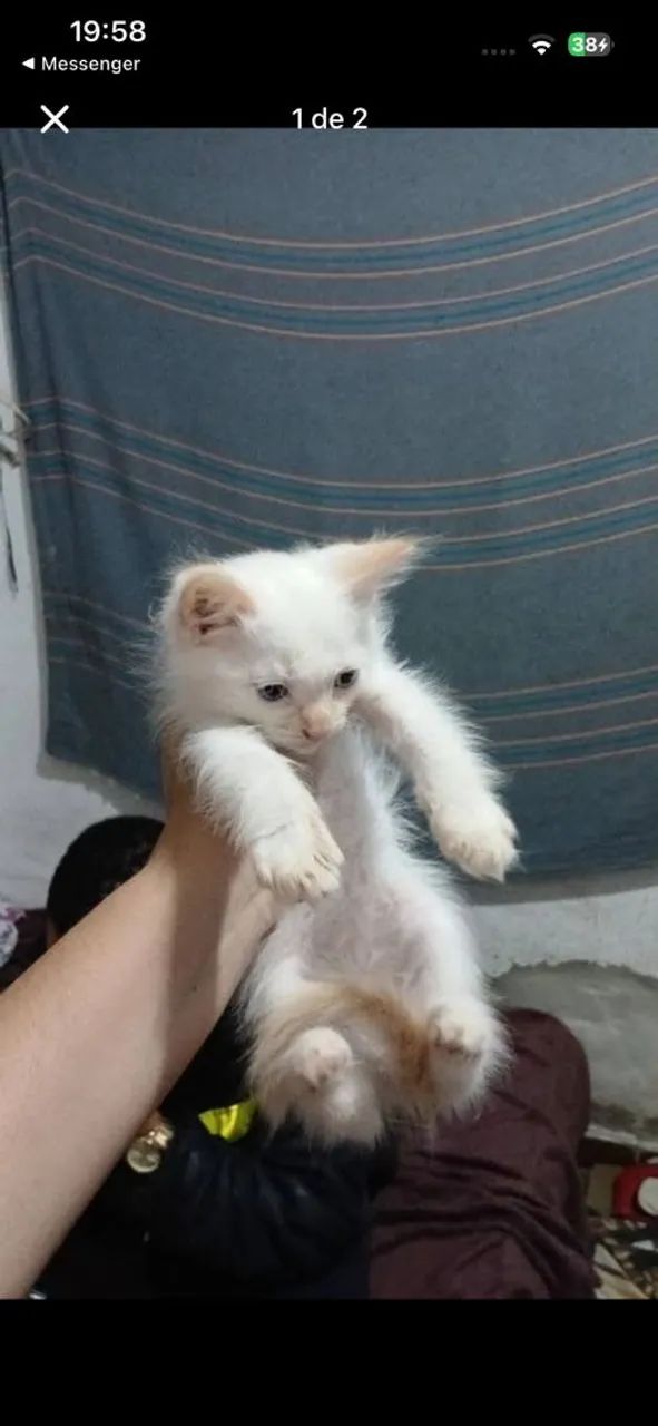 Gato adoção responsável  - Foto 4