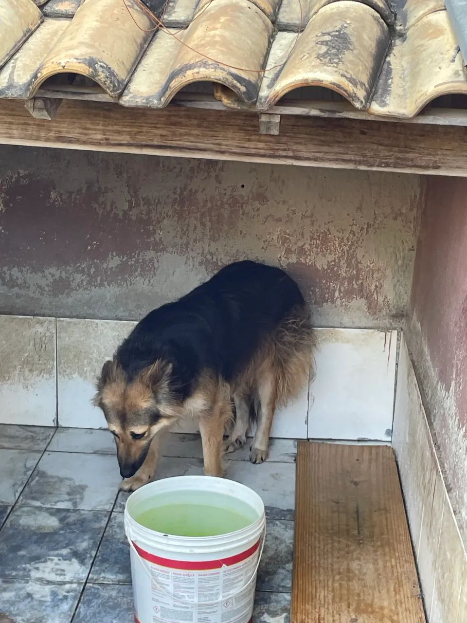 Doa-se cachorra  - Foto 3