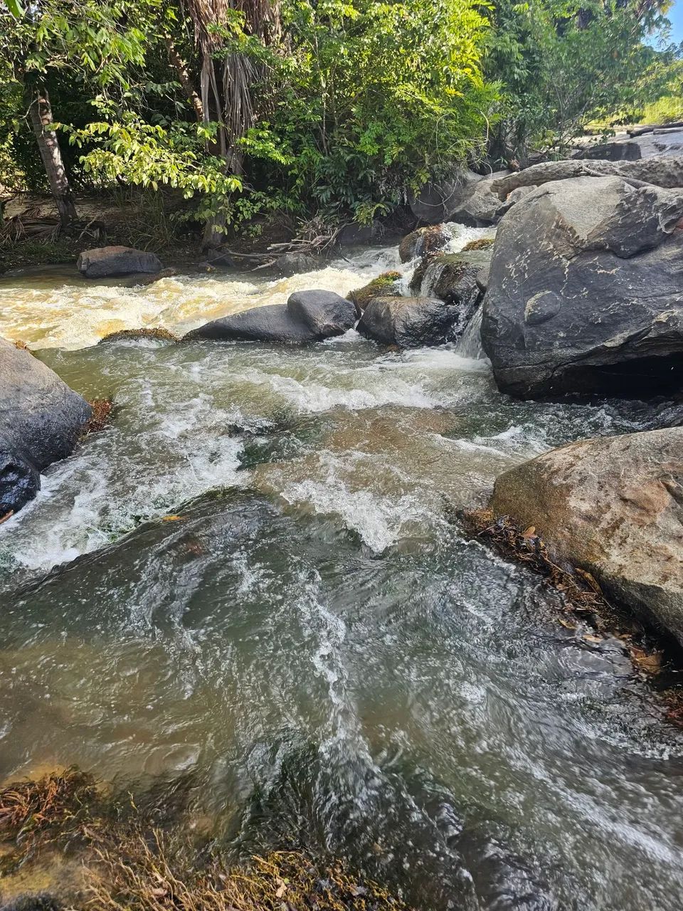 VENDO 7 HECTARES COM CACHOEIRA  - Foto 3