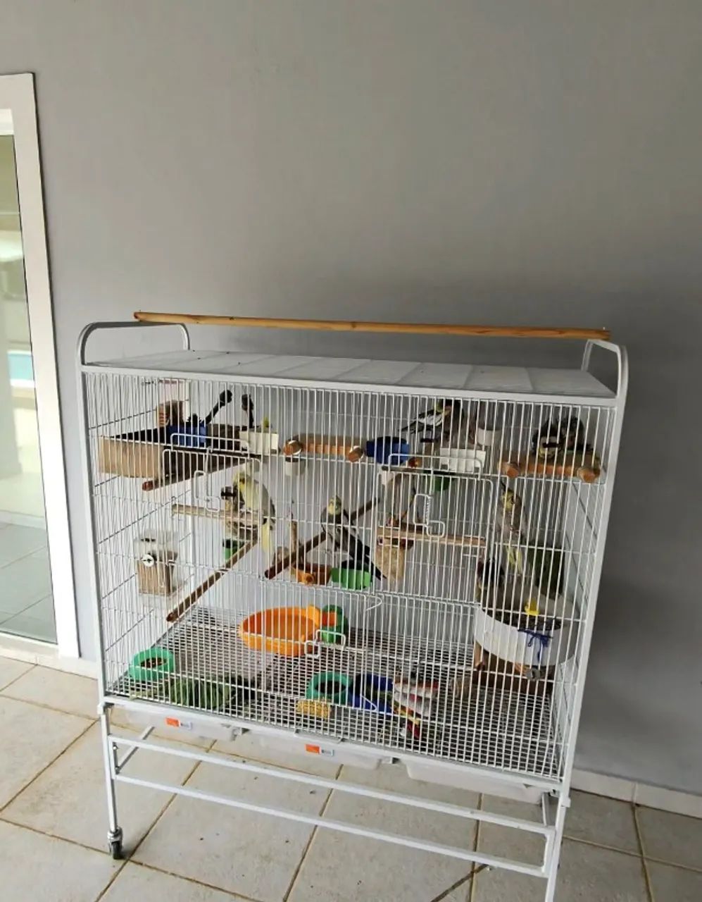 Viveiro Pássaros Calopsita Grande