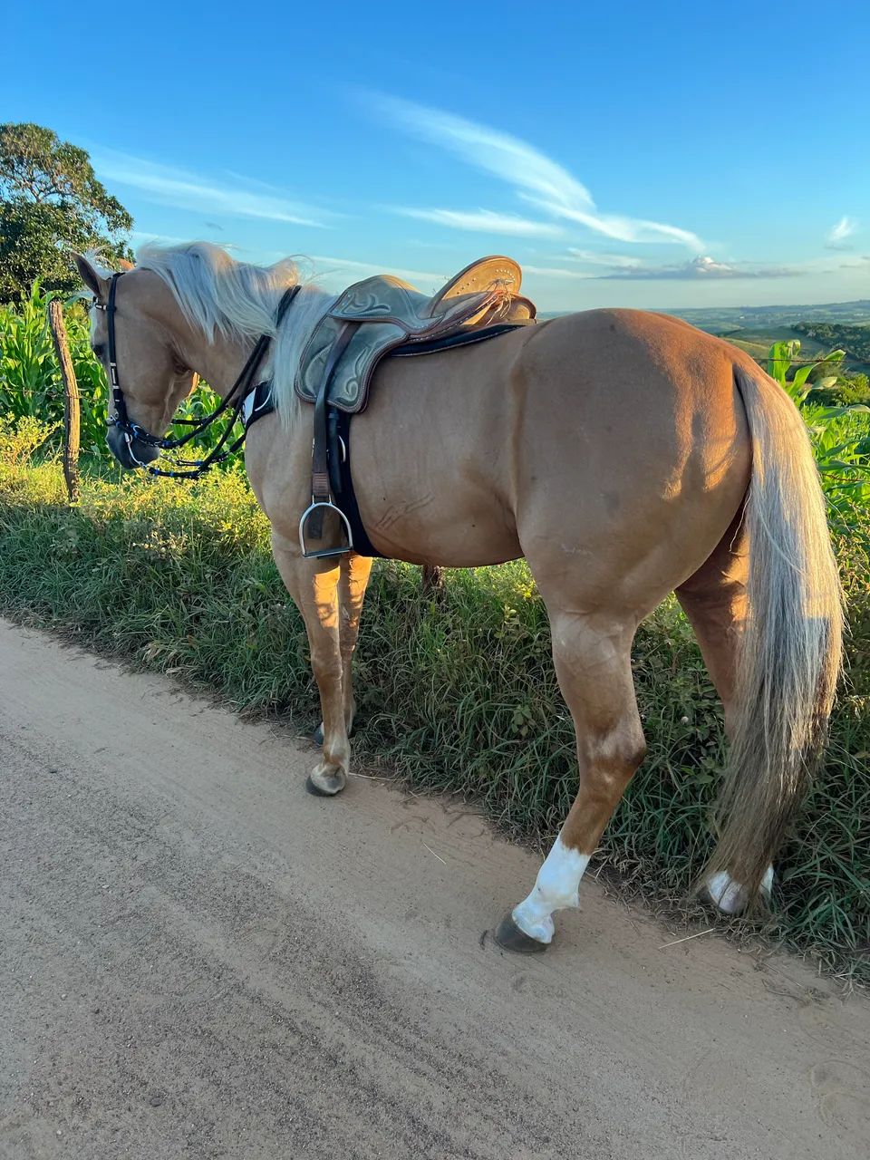 Cavalo QM - Foto 2
