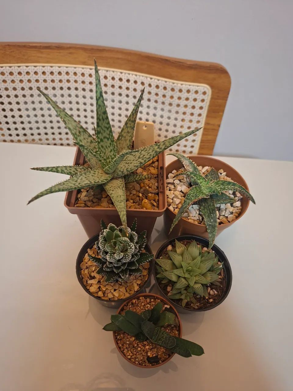 Kit de suculentas 