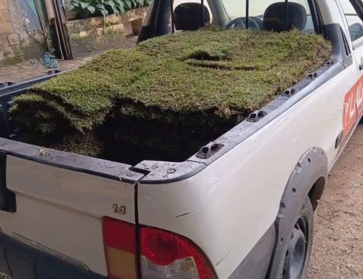 Grama Esmeralda Natural Plantio e Venda!! - Foto 3