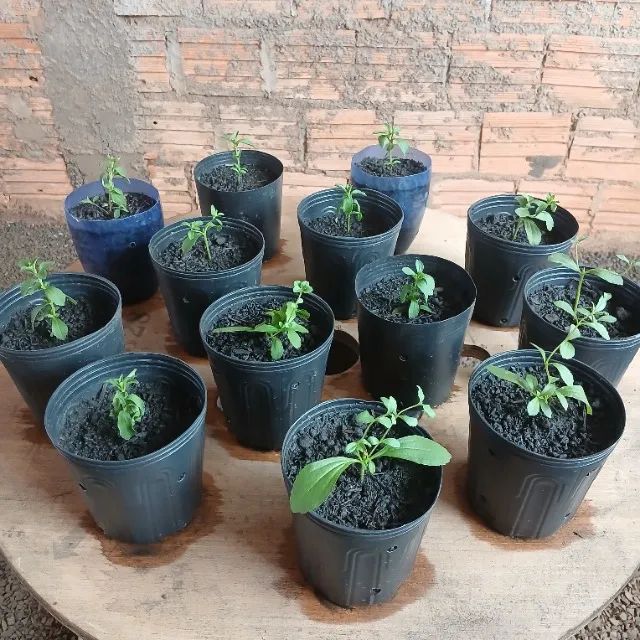 Mudas de Stevia (Adoçante Natural) - Foto 3