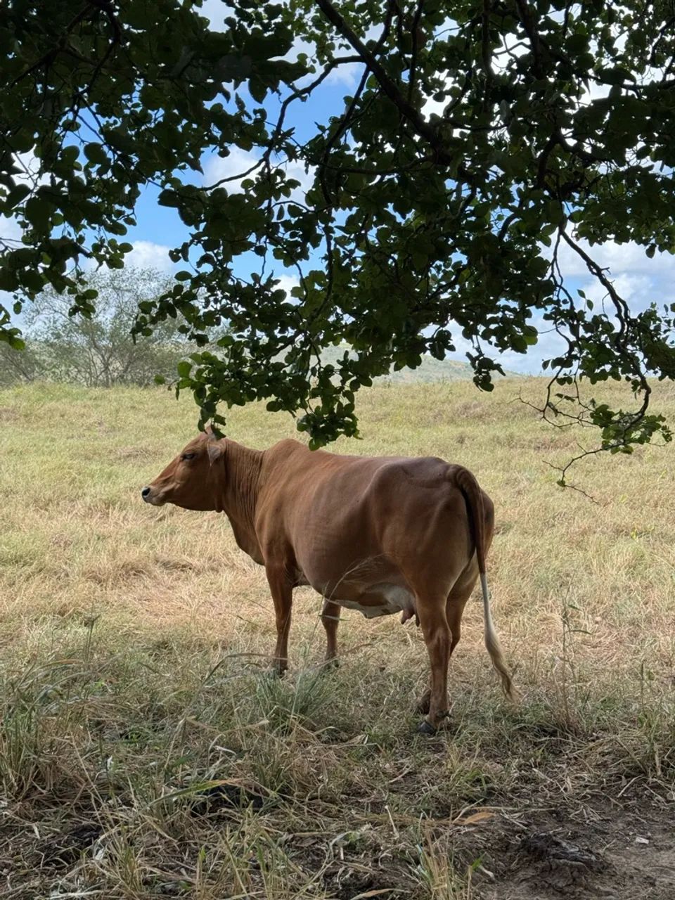 Mini vaca