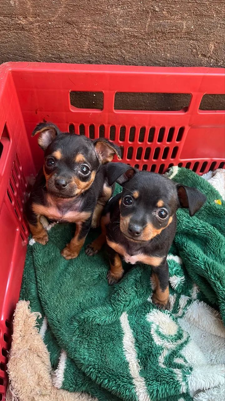 Pinscher  - Foto 5