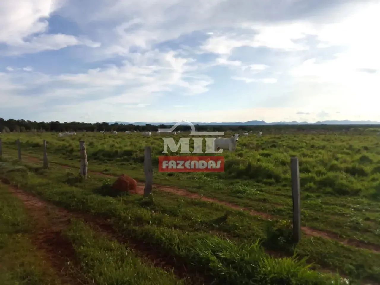 Fazenda 615 alqueires (2.976 hectares) Taguatinga - To