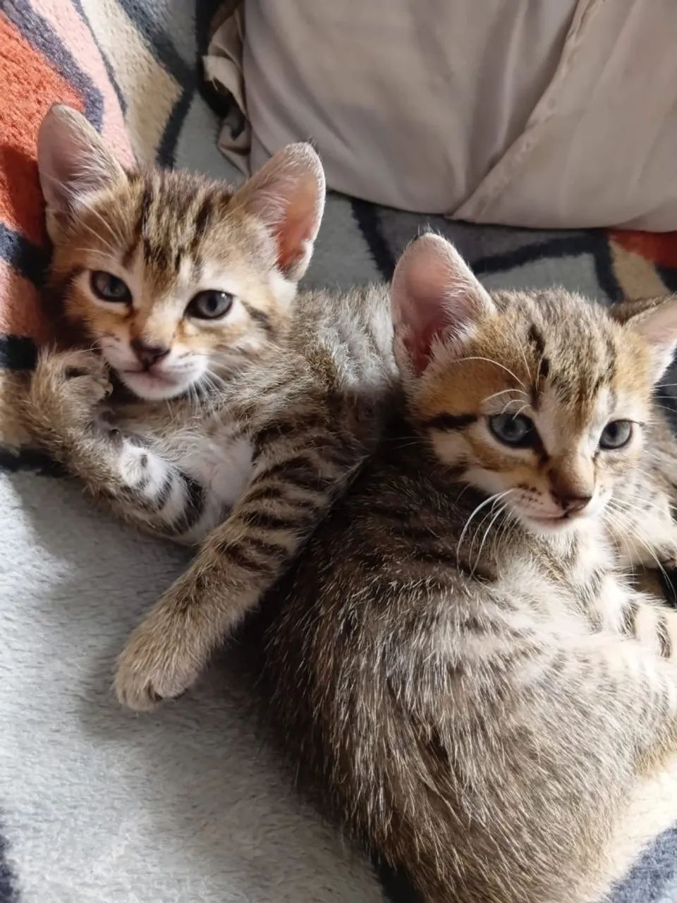 Filhotes de Gato  - Foto 3