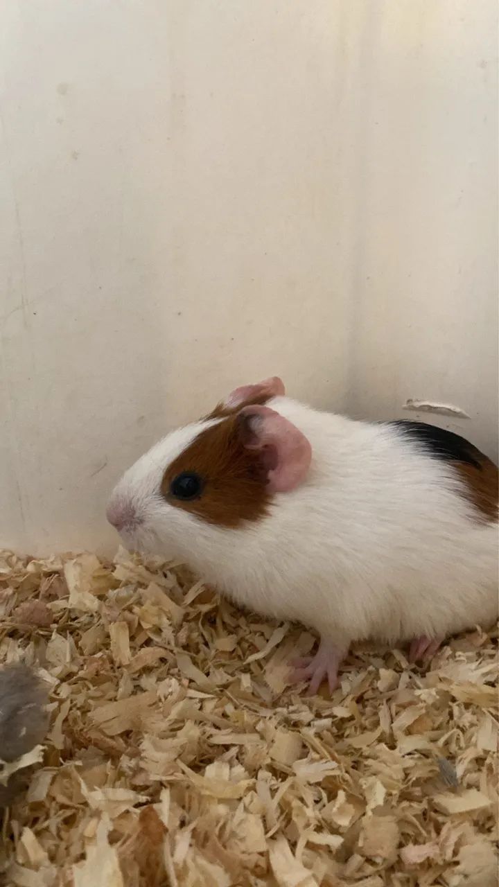 Porquinho da índia 