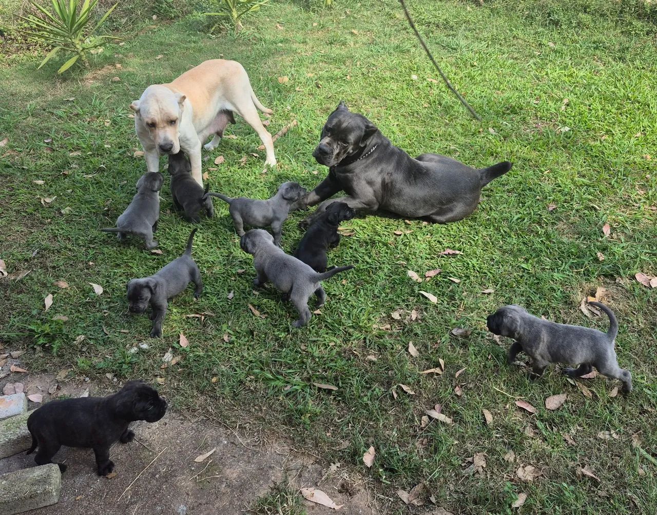 Filhotes de cane corso - Foto 2