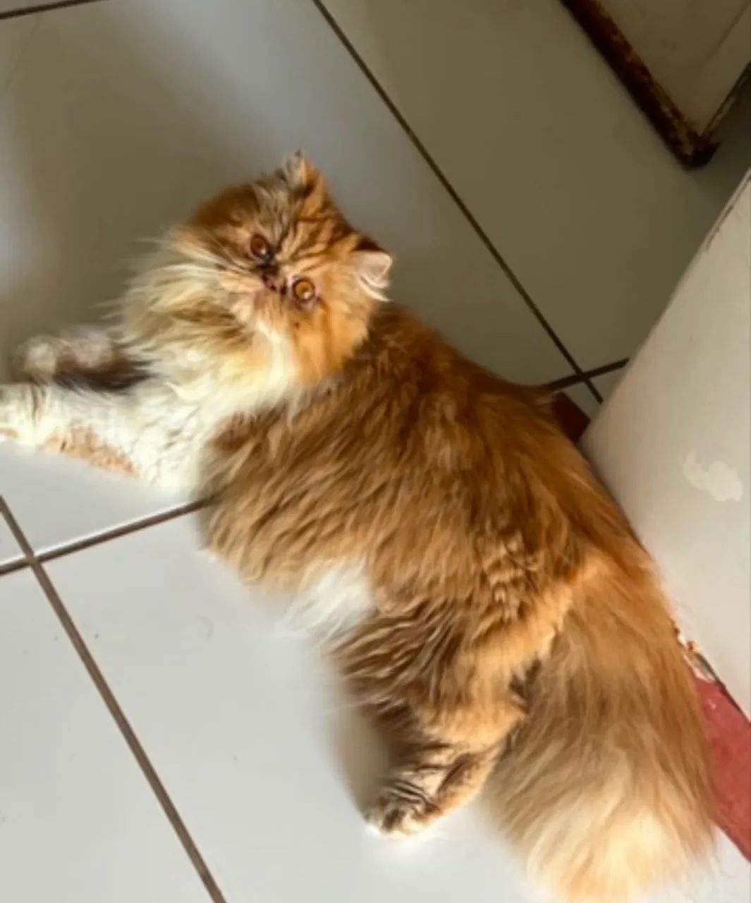 Gato persa  - Foto 5