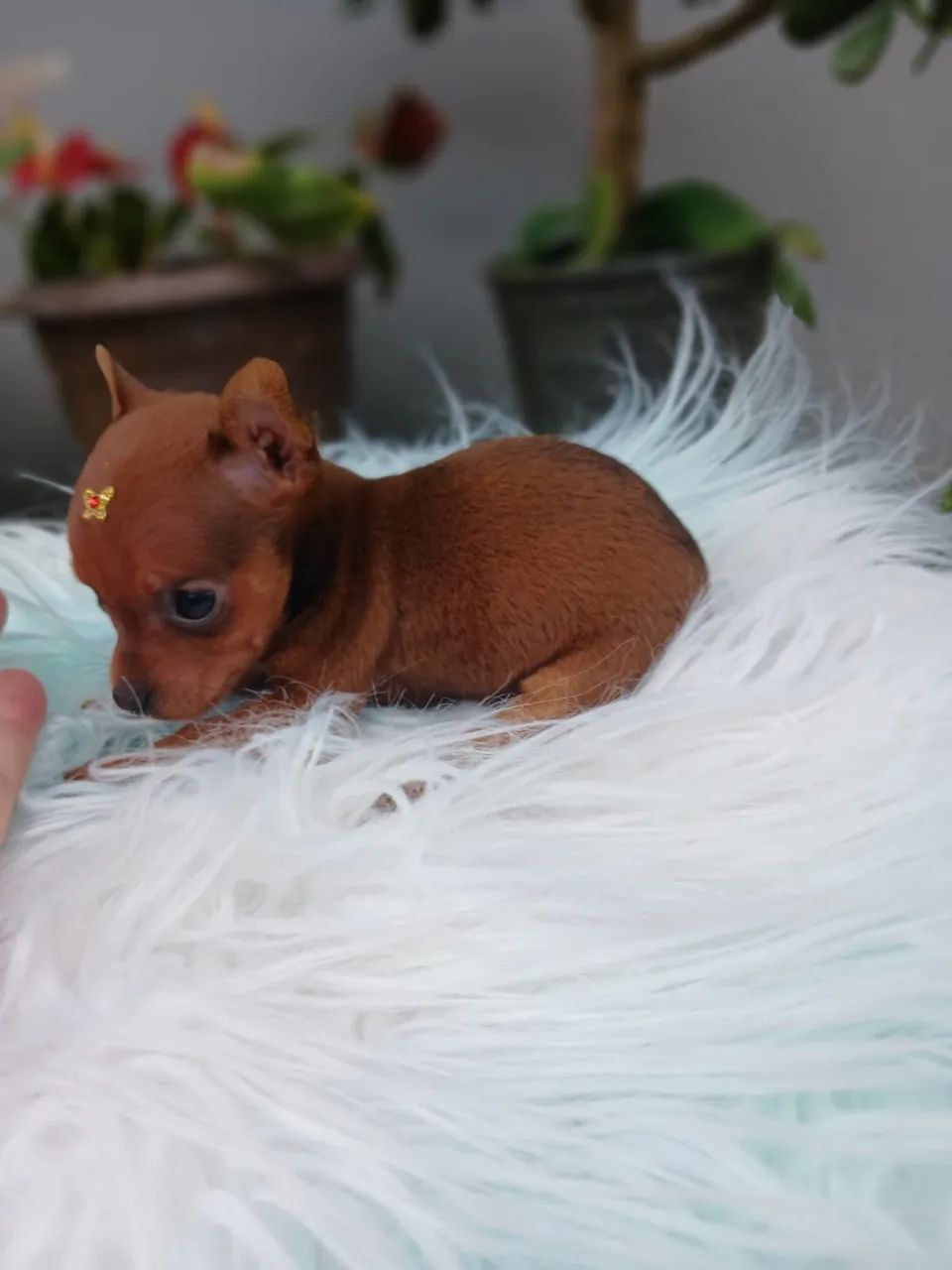 Fêmea de Pinscher 