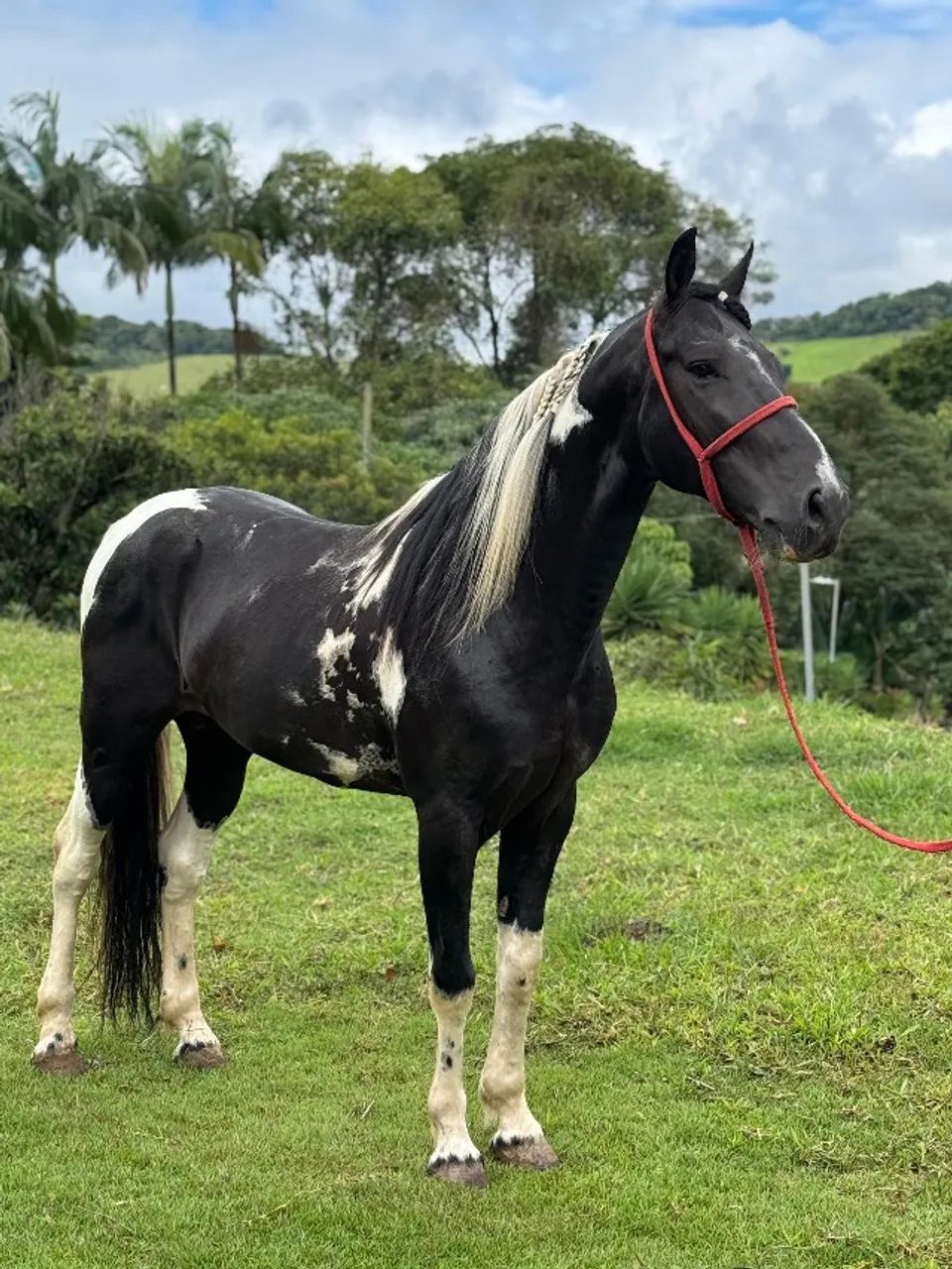 Cavalo mangalarga pampa de preto homozigoto, 6 anos de idade