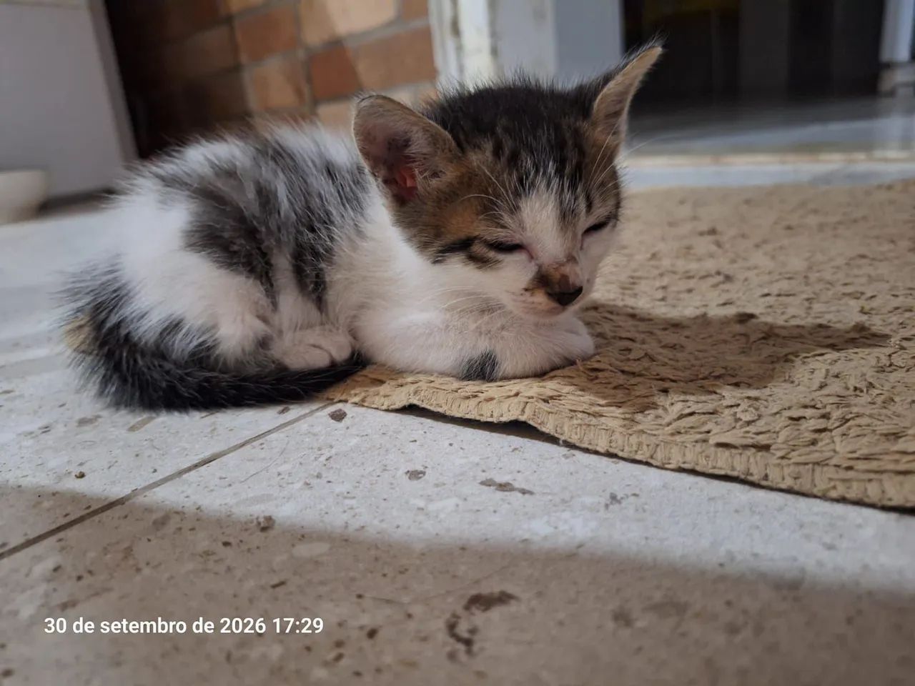 Gato filhote macho