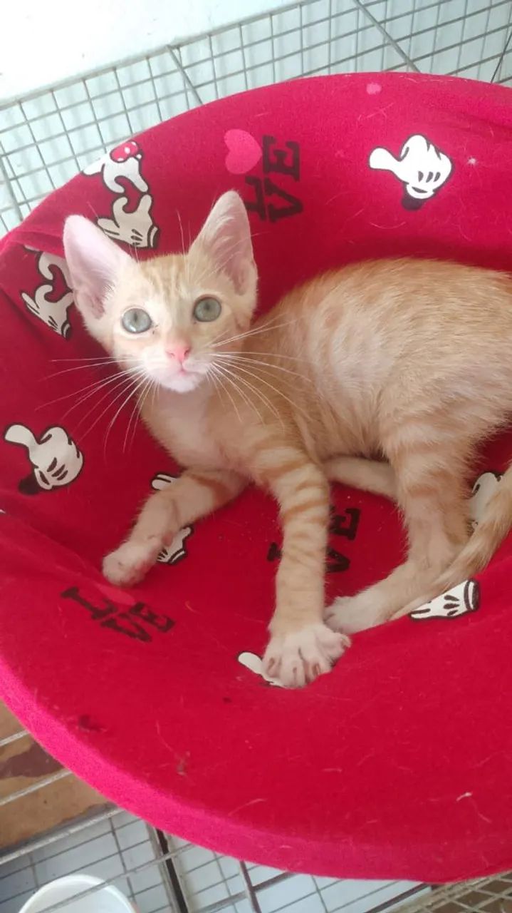 Filhotinho amarelinho macho pra adoção 