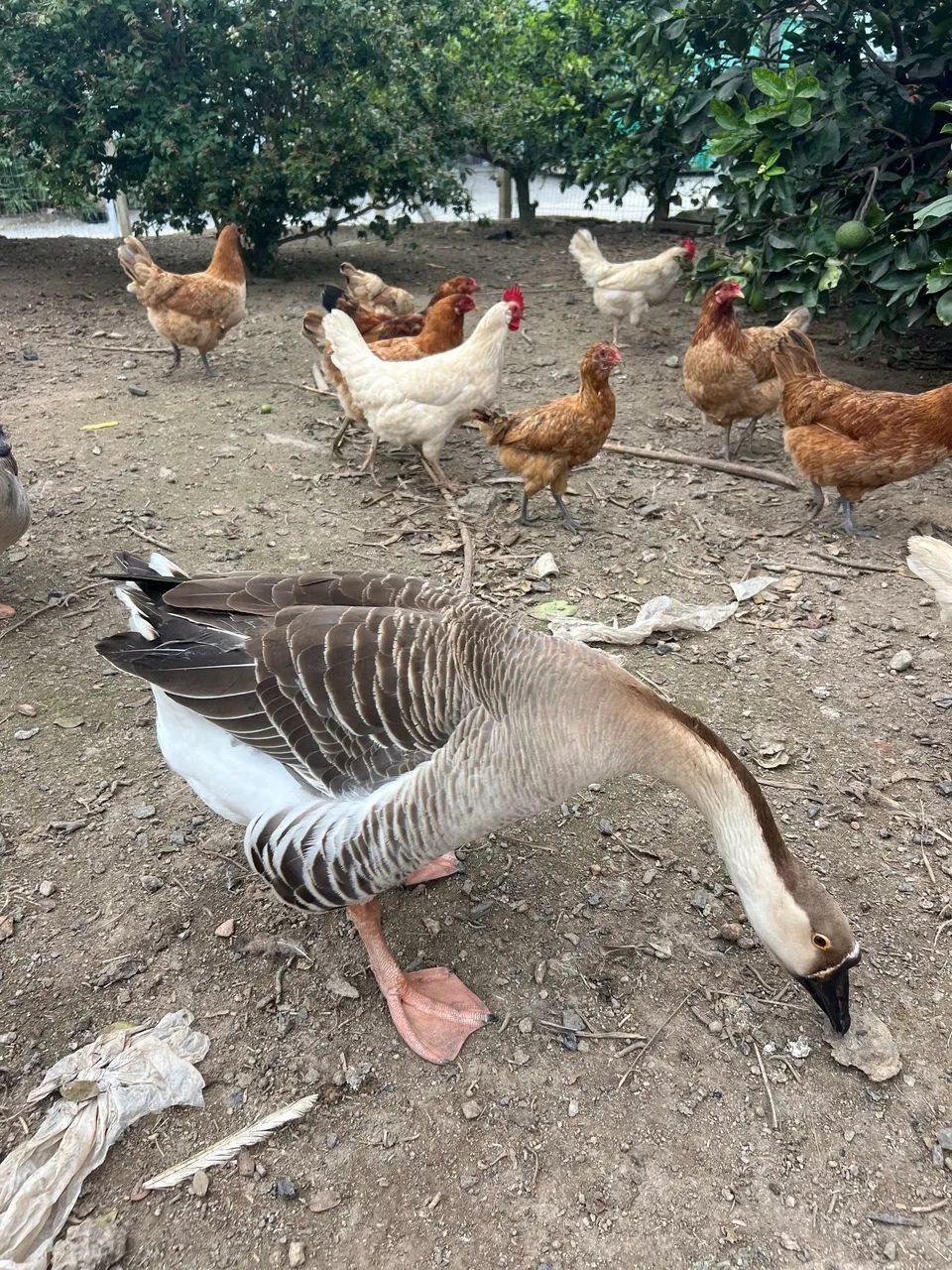 Ovos de gansa - Foto 2
