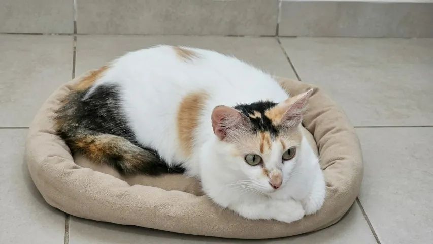 Gata castrada e vermifugada - Foto 3
